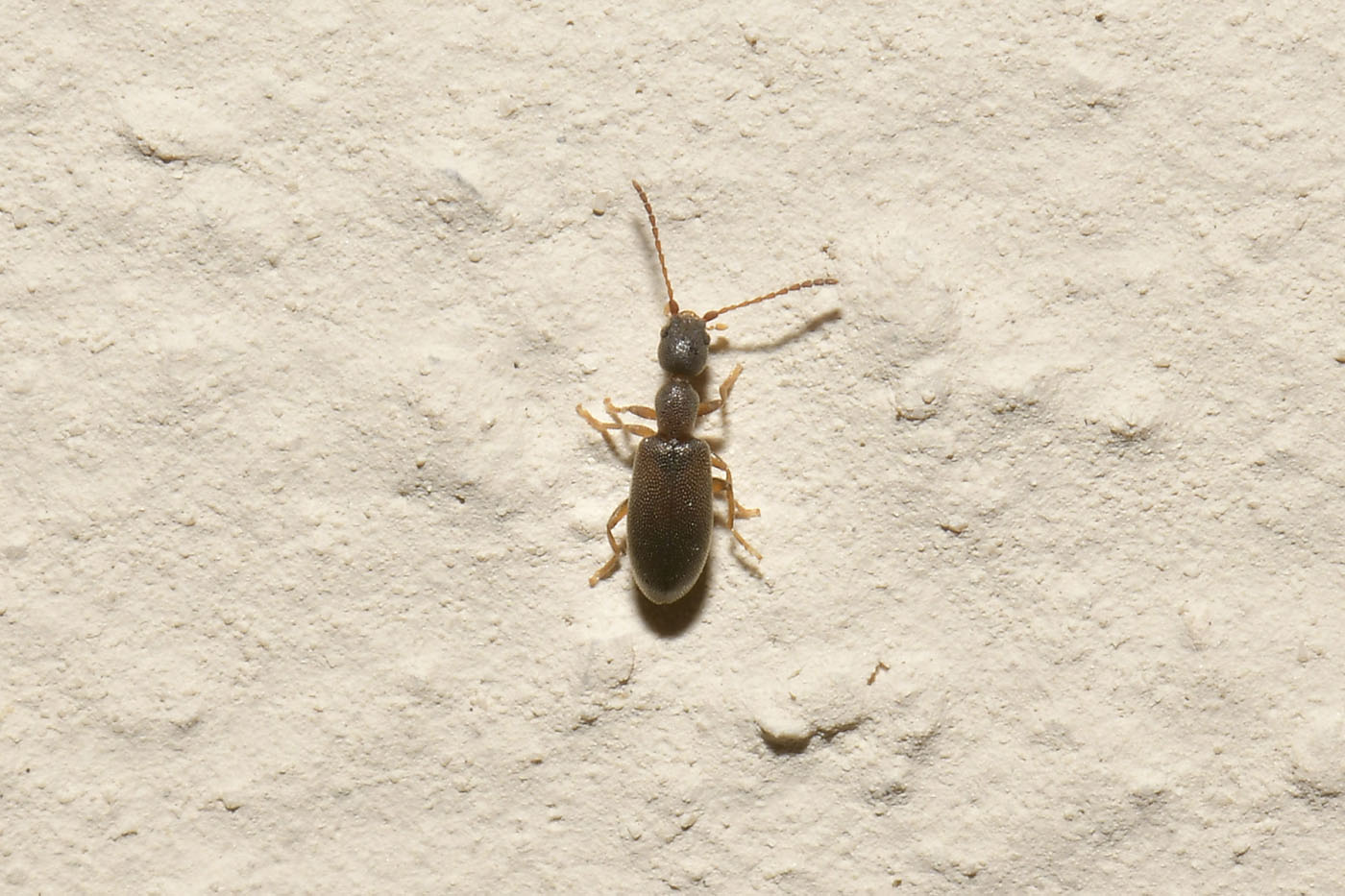 Anthicidae: Endomia tenuicollis?  S